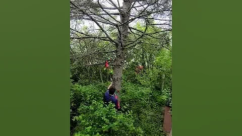 Craftsman V20 Pole Saw